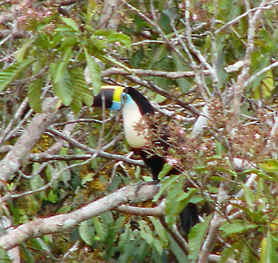 Channel-billed Toucan