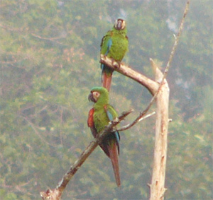 Chestnut-fronted Macaws