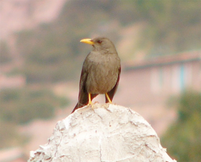 Chiguanco Thrush