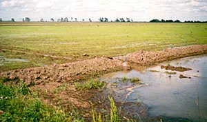 Ricefield near China, Texas