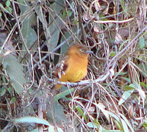 Cinammon Flycatcher