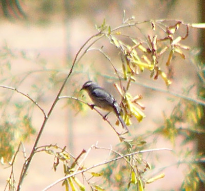 Cinereous Conebill