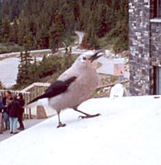 Clark's Nutcracker