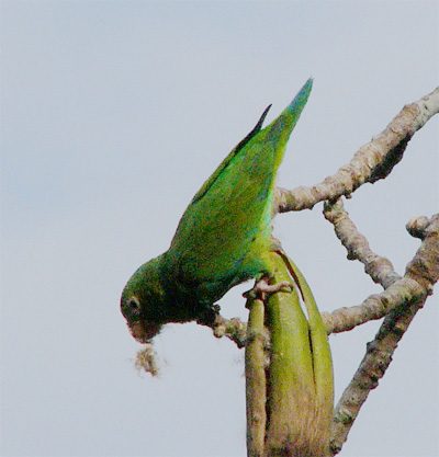 Cobalt-winged Parakeet