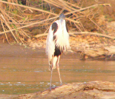 Cocoi Heron