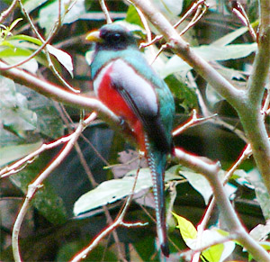 Collared Trogon