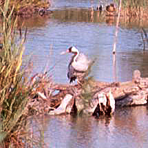 Common Crane