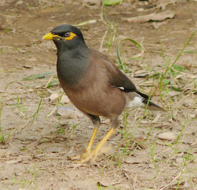 Common Myna