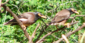 Common Mynas