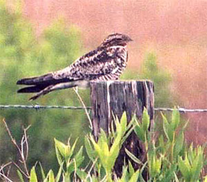 Common Nighthawk