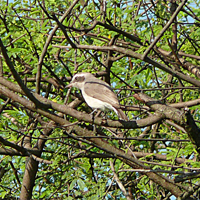 Common Woodshrike