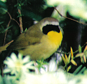 Common Yellowthroat