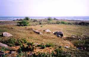 Rocky grassland at Fisherman's Cove