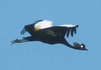 Black Crowned Crane