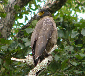 Crested Serpent Eagle