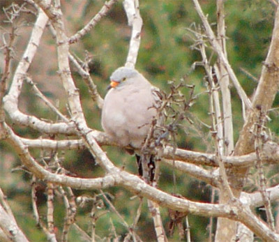 Croaking Ground-dove