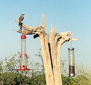 Curve-billed Thrasher at The Ramada