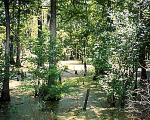 Cypress Swamp