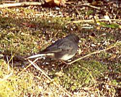 Dark-eyed Junco