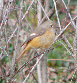 Female Daurian Redstart