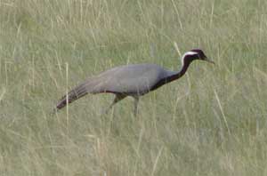 Demoiselle Crane