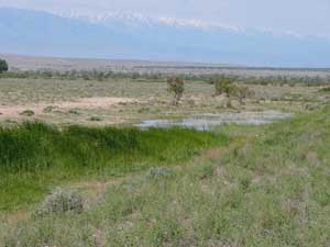 Desert Waterhole