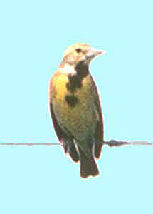 Dickcissel