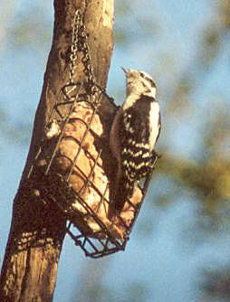 Downy Woodpecker