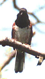 Eastern Towhee