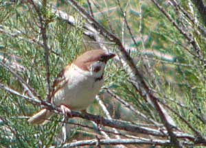 Eurasian Tree Sparrow