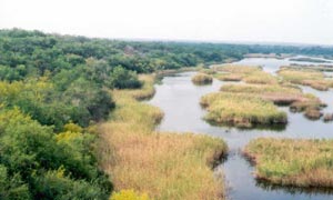 Downstream from Falcon Dam