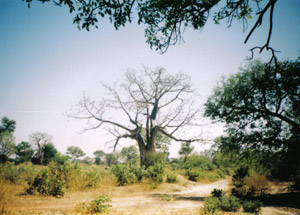 Farabanta Bush Track