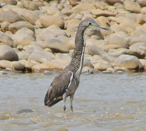 Fasciated Tiger-heron