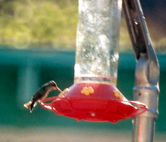 Female Broad-billed Hummingbird