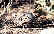 Male Gambel's Quail