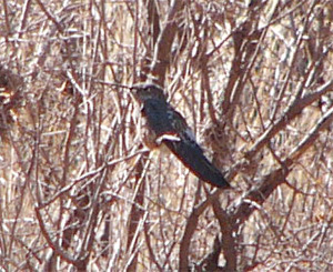 Giant Hummingbird