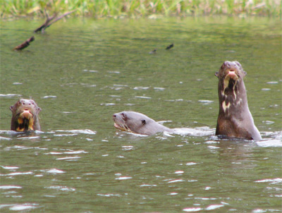 Giant Otters