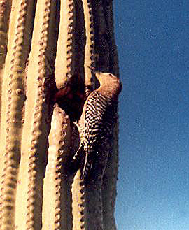 Female Gila Woodpecker