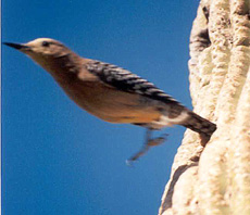 Female Gila Woodpecker