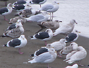 Glaucous and Slaty-backed Gulls