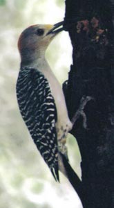 Golden-fronted Woodpecker