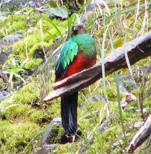 Golden-headed Quetzal