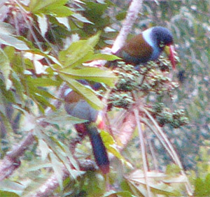 Gray-breasted Mountain-toucan