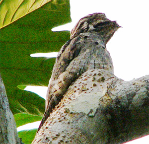 Gray Potoo