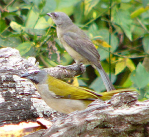 Buff-throated Saltator and Blue-gray Tanager