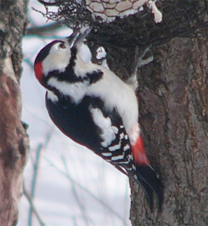 Great Spotted Woodpecker