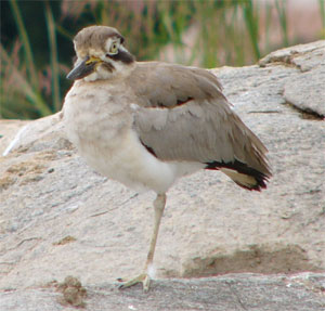 Great Thick-knee