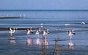 Greater Flamingoes