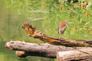 Green Heron