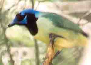 Green Jay